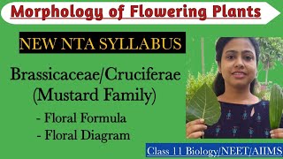 Ch5 NEW PLANT FAMILIES  BrassicaceaeCruciferae New NTA syllabus  Class 11 Biology  NEET 2024 [upl. by Fechter27]