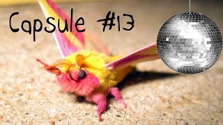 Capsule 13  Saturniidae Night Fever [upl. by Orion]