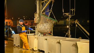 Tons Of Cornish Sardines Being Landed At Newlyn Fish Market  Newlyn Pilchards Commercial Fishing [upl. by Bremer]