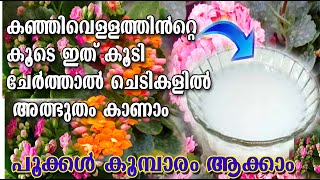 കഞ്ഞിവെള്ളം കളയണ്ട 😱പൂക്കൾ കൂമ്പാര മാക്കാം fllowering tricks poppy vlogs malayalan [upl. by Ahsikram]