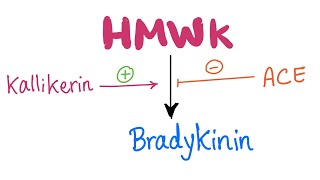 KallikreinKinin​ System Pathway Let’s make Bradykinin  Physiology Biochemistry Pharmacology [upl. by Mirabelle]