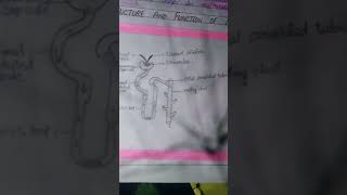 structure of Nephron [upl. by Nelyag419]