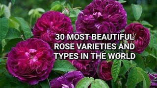 30 MOST BEAUTIFUL ROSE VARIETIES and TYPES IN THE WORLD flowers rose most [upl. by Acissey]