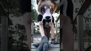 Vellinge blommans garden furry shots fursuiting [upl. by Ddet650]