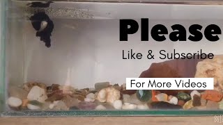 Betta fish breedingBetta fish breeding kaise kare [upl. by Einreb]