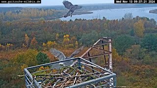 Goitzsche WildnisDeutschland ☆ 13 November 🍂 Ein Fischadlerhorst als herbstlicher Nebenschauplatz [upl. by Doyle703]