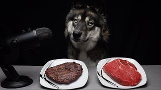 ASMR Dog Chooses Raw vs Cooked Meat [upl. by Lathe]