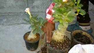 How to repot an adenium in cocopeat and perlite mix [upl. by Maire827]