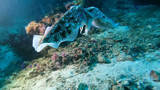 Cuttlefish breeding at Richelieu Rock [upl. by Tennos595]