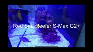 Red Sea ReeferS Max G2 1000 [upl. by Caldeira581]