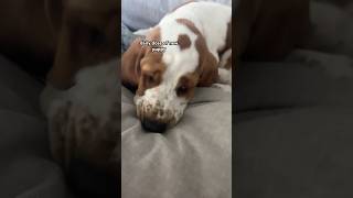 scottfrenzel BETTER COMMENT 🫵  music song puppy keylimepie dailydose cute scottfrenzel [upl. by Elamor]