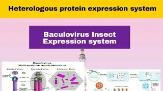 Baculovirus Insect Expression System in Hindi [upl. by Sabrina]