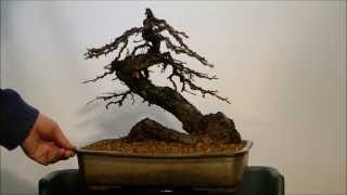 Yamadori Larix decidua Repotting 3 [upl. by Nivri67]