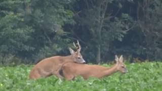 BronsttijdReeëngeluk in een groen knollenveld [upl. by Urien]