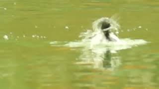 Canvasback  Grenadier Pond High Park [upl. by Sklar21]