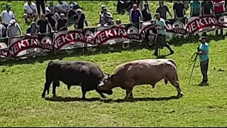 Borba bikova  koride  soko vs golub  bh koride  cigoja  bosanske koride 8 [upl. by Ximenez]