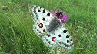 Parnassius apollo fennoscandicus2010 New [upl. by Letnohc985]