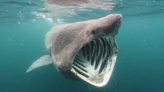 Basking Sharks [upl. by Pollerd]