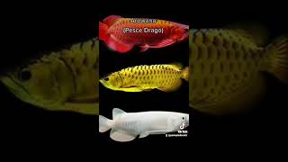 Arowana 🐠 Scleropages formosus [upl. by Aicilihp490]