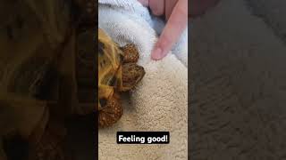 Trunky the Horsefield Tortoise 🐢 after bath veronikakoleva2372 shorts short pets animals [upl. by Art543]