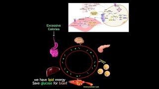 A Common Root Cause Of Chronic Diseases Why Many Longevity Meds Treat Diabetes READ SUMMARY BELOW [upl. by Mariska]