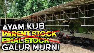 Menjawab Pertanyaan Tentang Ayam KUB Parent Stock Dan Final Stock [upl. by Htiaf517]