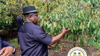 President Bio Tour An Avocado Farm In Ethiopia While Rahman Swaray Try To Play Smart [upl. by Arrol]