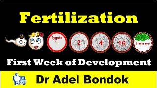 Fertilization and First Week of Development Dr Adel Bondok [upl. by Quartet394]