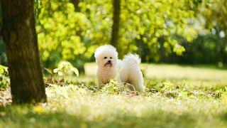 How to identify and treat Bichon Frise Allergies [upl. by Nomzed]