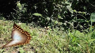 Morpho amphitryon in slo mo [upl. by Airdnax]