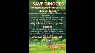 you should save dingoes [upl. by Ahsakat]