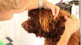 Royal Diamond Labradoodles Tips on Grooming the Earsmov [upl. by Ytima]