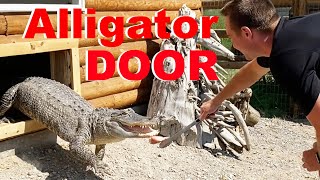 I Built My Alligators Doors To Go Outside [upl. by Killy]