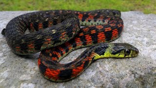 This snake is VENOMOUS and POISONOUS  Herping Japan  Tiger keelback snake [upl. by Llecrup]