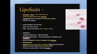 Pathology 039 c Lipofusin lipochrome wear and tear pigment brown atropy of heart intralysosomal [upl. by Eseer]