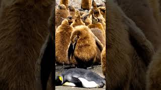 Cutest Penguin Chicks Everpenguin baby животных shorts [upl. by Abby]