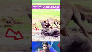 Pet Hyena vs Wild Hyena Epic Battle For Survival [upl. by Imeon]