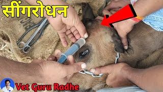 Disbudding in calf  Dehorning calves with hot iron  सींगरोधन [upl. by Eelimaj]