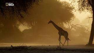 Namibya  Vahşi Yolculuk  Nat Geo Wild HD  Türkçe Belgesel [upl. by Libna]