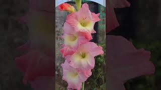 Beautiful Gladiolus Flower Collection shorts2024 houseplants viralshorts gardenplants [upl. by Ninahs]