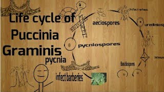 Life Cycle of Puccinia Graminis Smut rust [upl. by Aihcila]