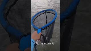 fishing kayakfishing kayak florida matanzas staugustine staugustinefl snook snookfishing [upl. by Adin]