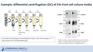 Ultracentrifugation to isolate extracellular vesicles [upl. by Nerraj]