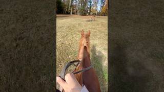 Fall bare back rides horse horseriding horseshow [upl. by Konikow]