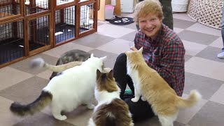 Ed plays Thinking Out Loud to cats x Tour Diary Part 2 [upl. by Jodi]