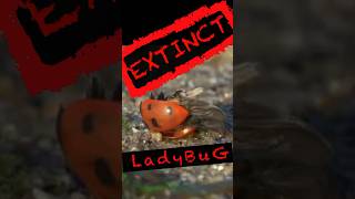 Where are the Ladybugs Convergent lady beetle shorts garden gardening ladybug [upl. by Zischke871]