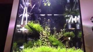 aquarium plants 30L [upl. by Kciremed875]