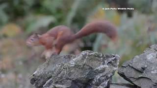 Red Squirrel Sciurus vulgaris in Scottish Woodland [upl. by Hoffert]