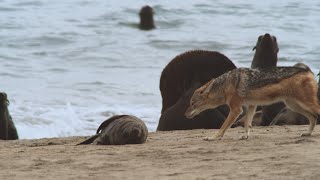 Un chacal sale en busca de una presa  National Geographic España [upl. by Lucky591]