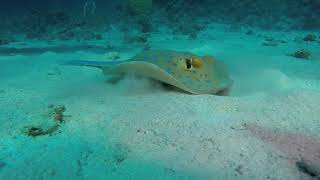 BlueSpotted Stingray [upl. by Eelirol888]